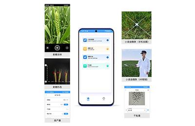 密云区小麦亩穗数分析仪IN-XM02